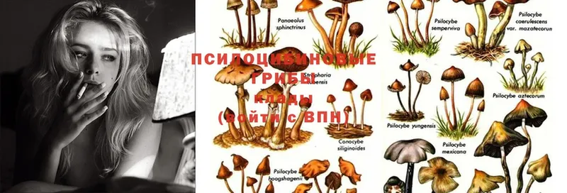 Галлюциногенные грибы Cubensis  маркетплейс клад  Северская 